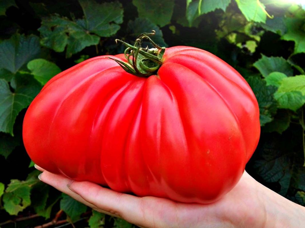 Cultivez des tomates géantes avec cette méthode infaillible