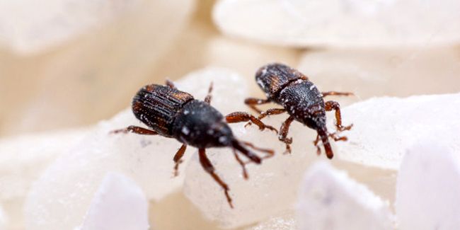 Se débarrasser des charançons : conseils pratiques pour des placards sains