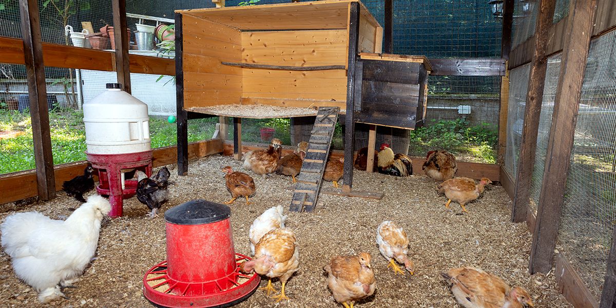 Peut-on interdire un poulailler chez son voisin ? La loi décryptée