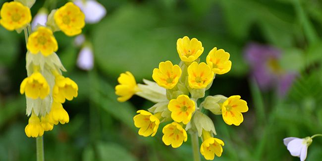 La primevère officinale : un allié naturel pour vos voies respiratoires