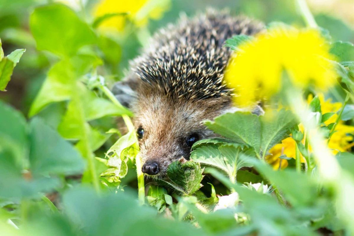 Cette plante méconnue est la clé pour attirer les hérissons dans votre jardin