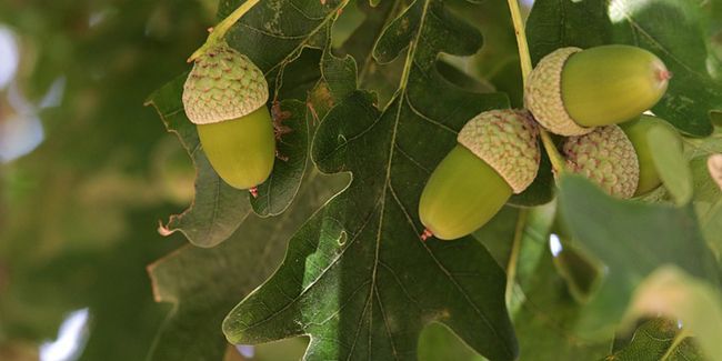 À la découverte du chêne, arbre majestueux et symbole de pérennité