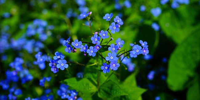 Myosotis du Caucase (Brunnera macrophylla), le couvre-sol parfait pour l'ombre