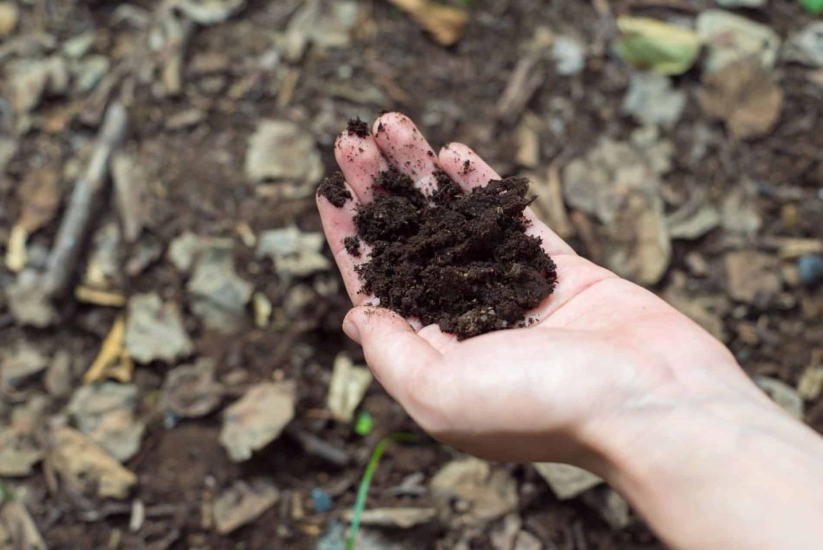 redonnez vie à votre pelouse ce printemps avec ce produit naturel inattendu