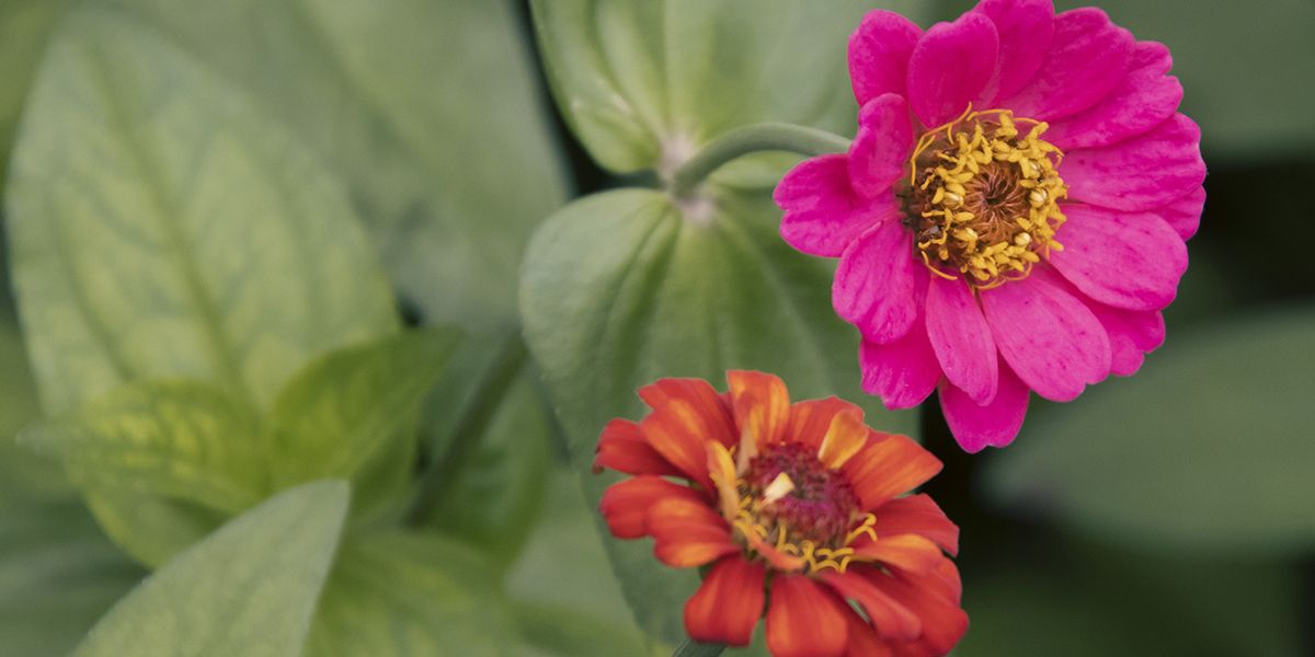 Zinnia : la plante colorée qui illumine votre jardin