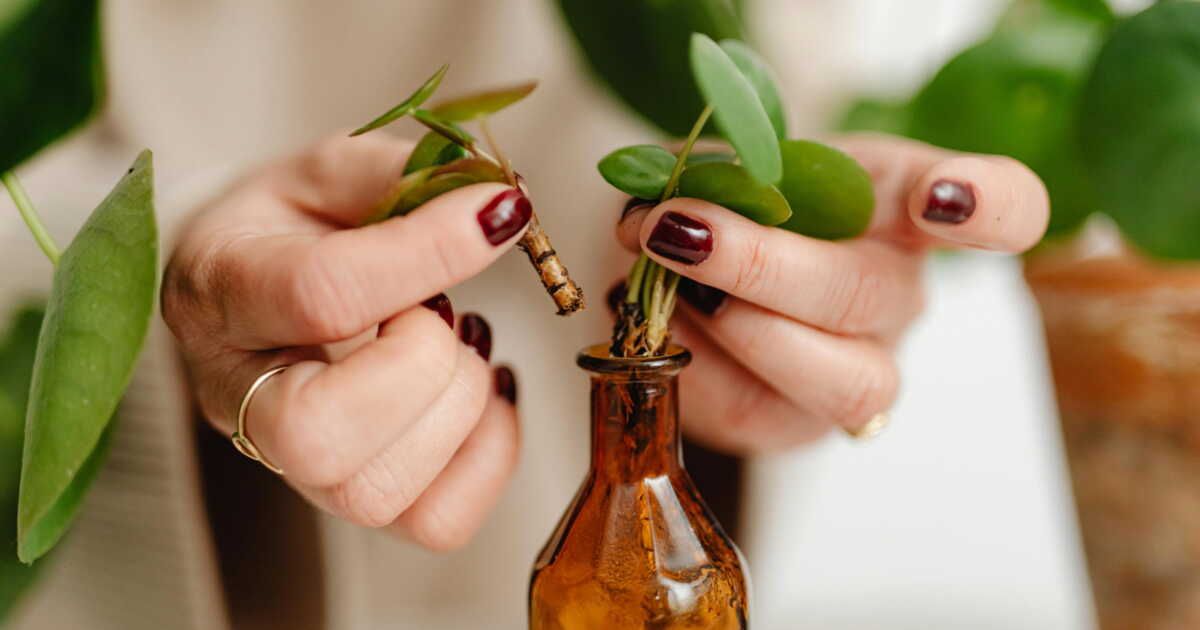 L'astuce inattendue pour réussir vos boutures comme un pro