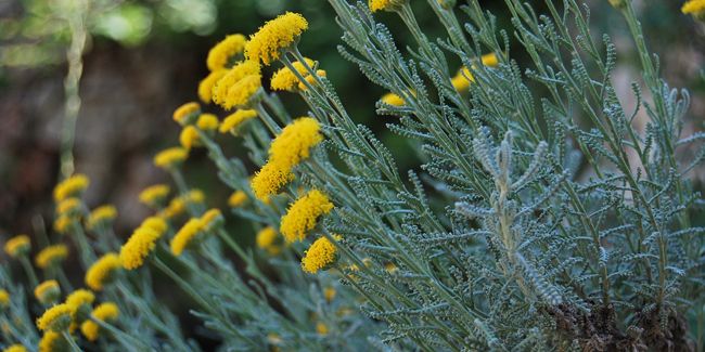 découvrez la santoline : un joaillier du jardin aux fleurs jaunes éclatantes