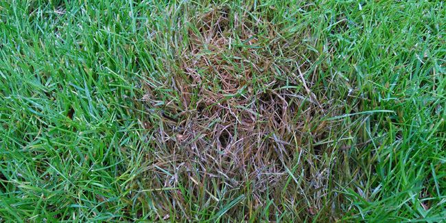 La fusariose : stratégies et traitements essentiels