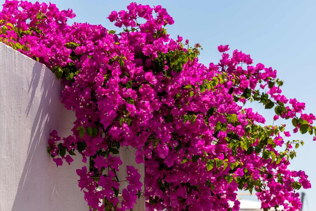 Prolongez la beauté des bougainvilliers avec cette taille simple
