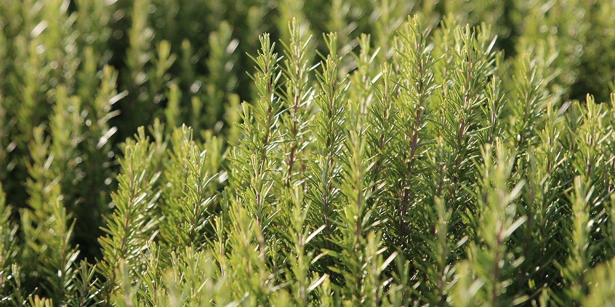 Romarin, plante arbustive aromatique