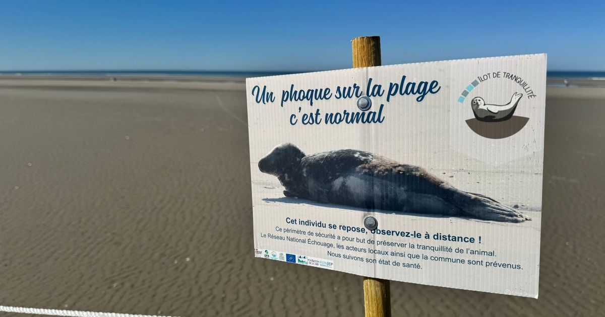 Fort-Mahon-Plage : une initiative pour la protection des phoques