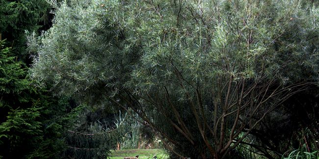 Découvrez le saule à feuilles de romarin : un arbuste au charme singulier