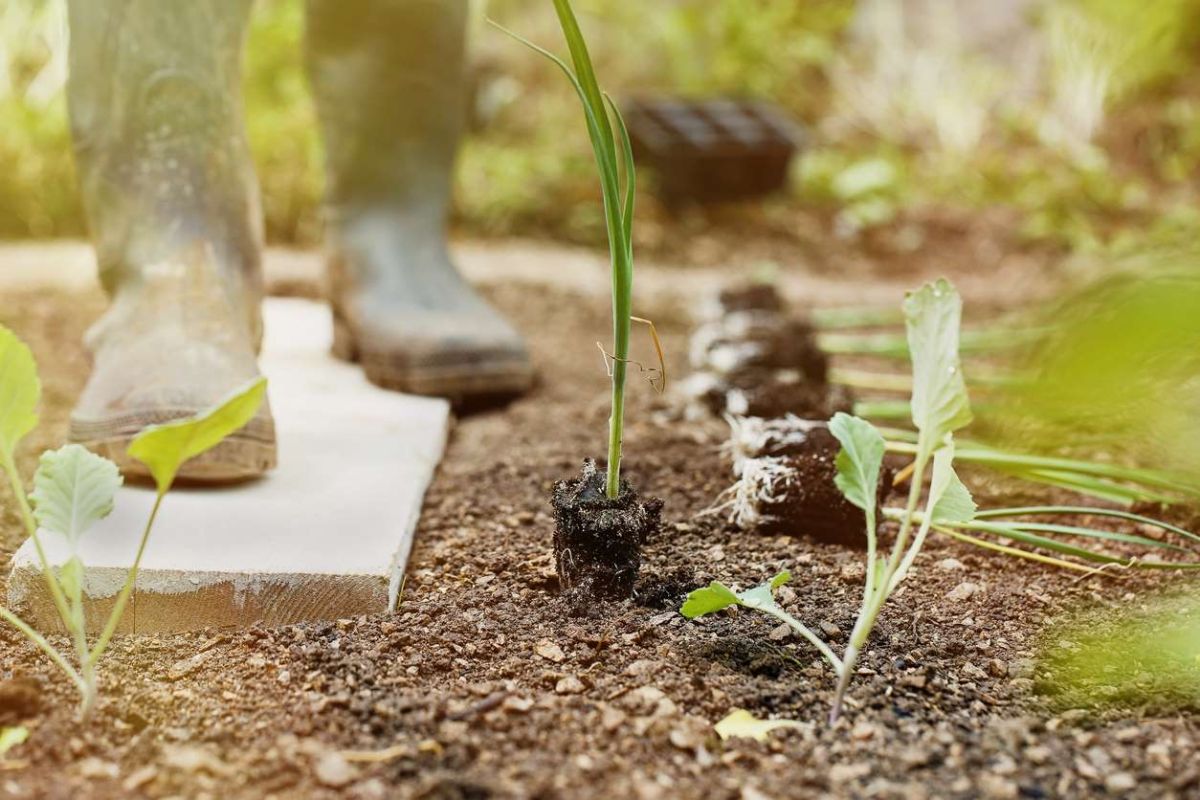 Planter des poireaux : votre guide complet