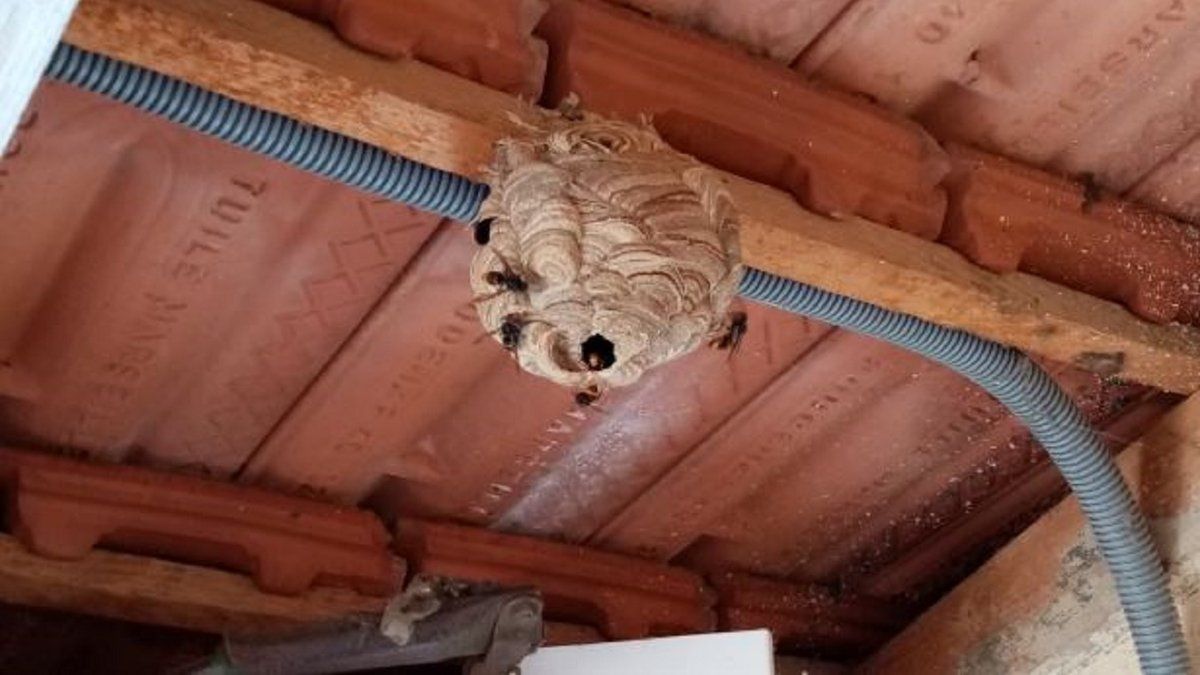 Séméac mobilisée contre le frelon asiatique : un appel à l'action