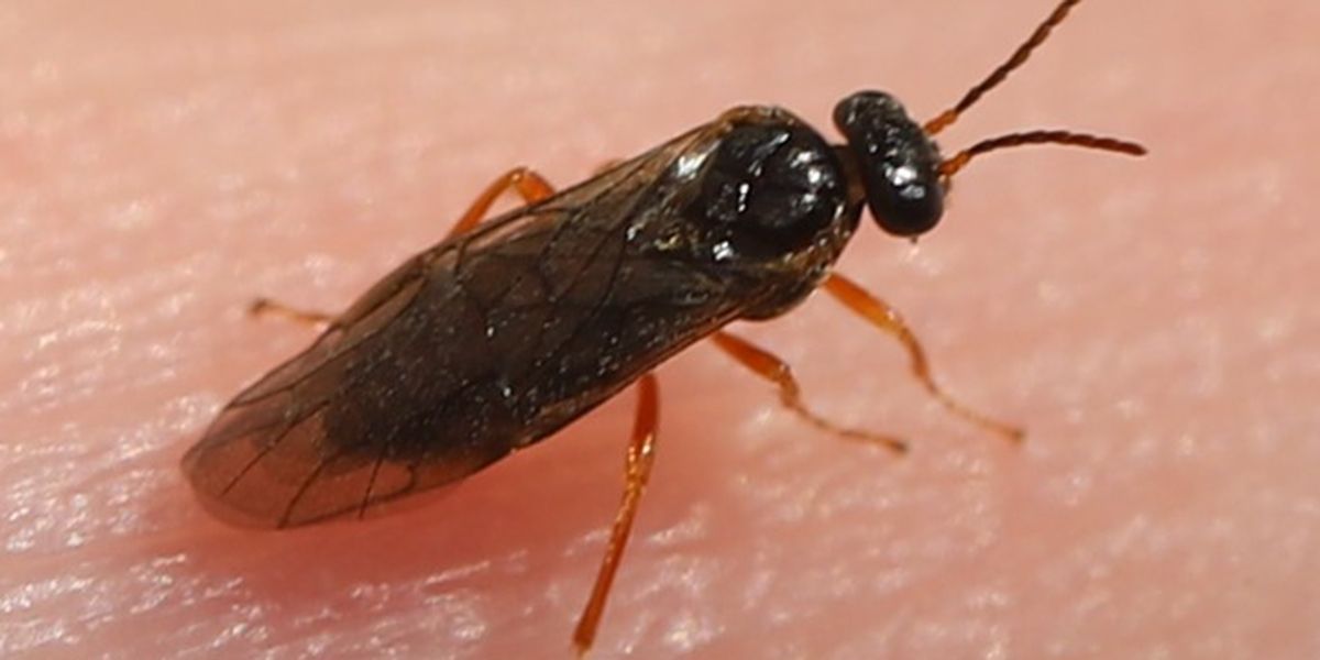 L'hoplocampe des arbres fruitiers : un menace insoupçonnée pour votre jardin