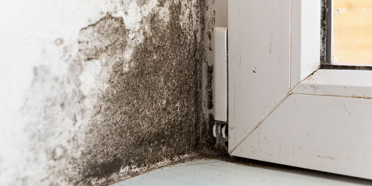 Fabriquez votre propre absorbeur d'humidité naturel en quelques étapes simples