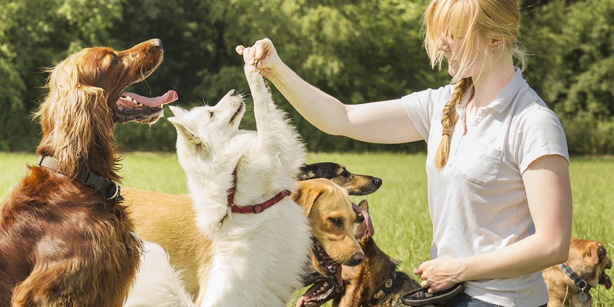 Gagner de l'argent en gardant des animaux : un métier passionnant et lucratif