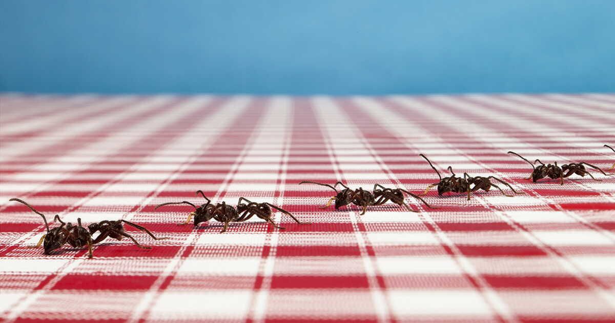 des solutions naturelles pour dire adieu aux fourmis