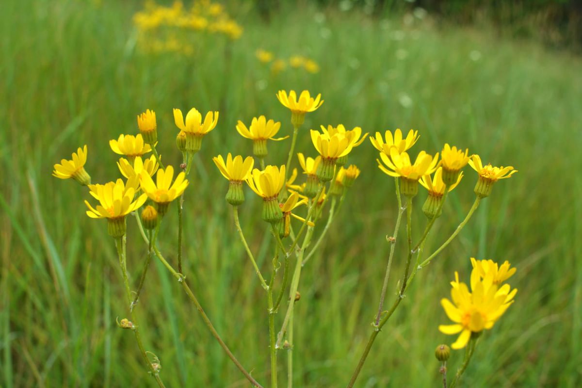 Attention à cette belle plante : un danger caché dans votre jardin