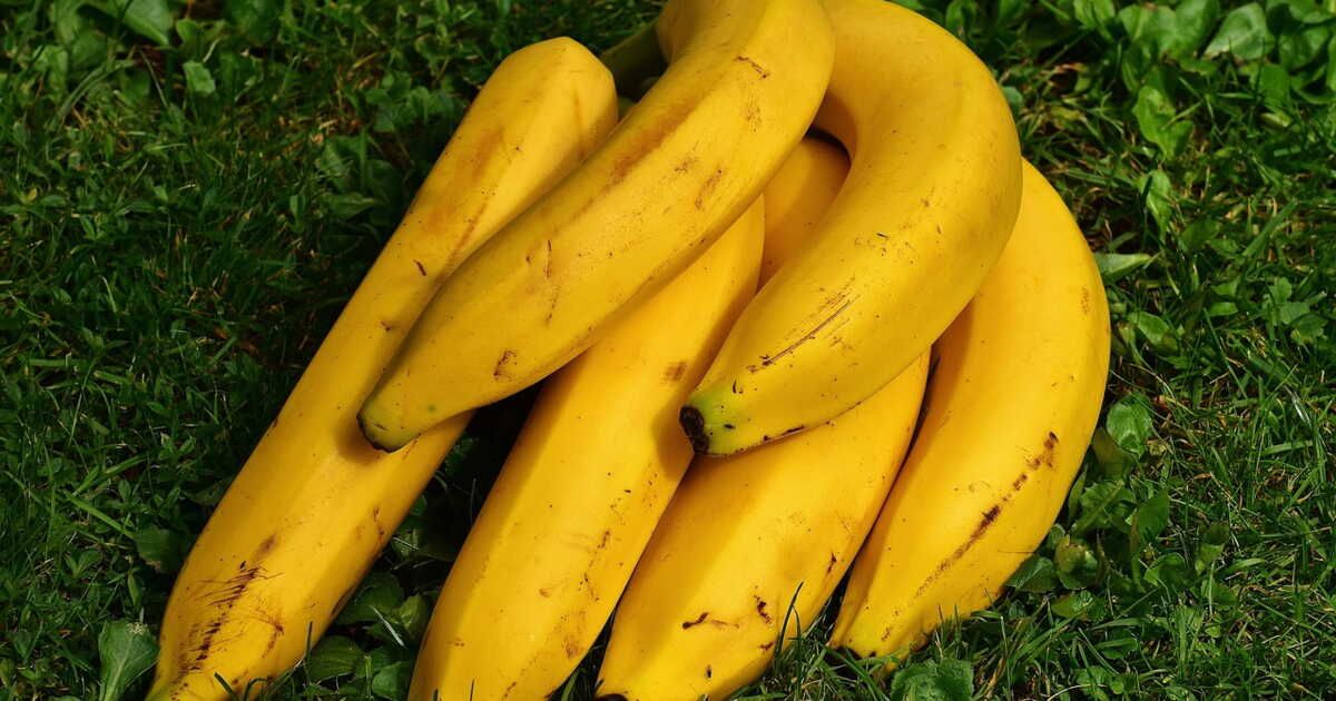 la peau de banane : un secret de jardinier à découvrir
