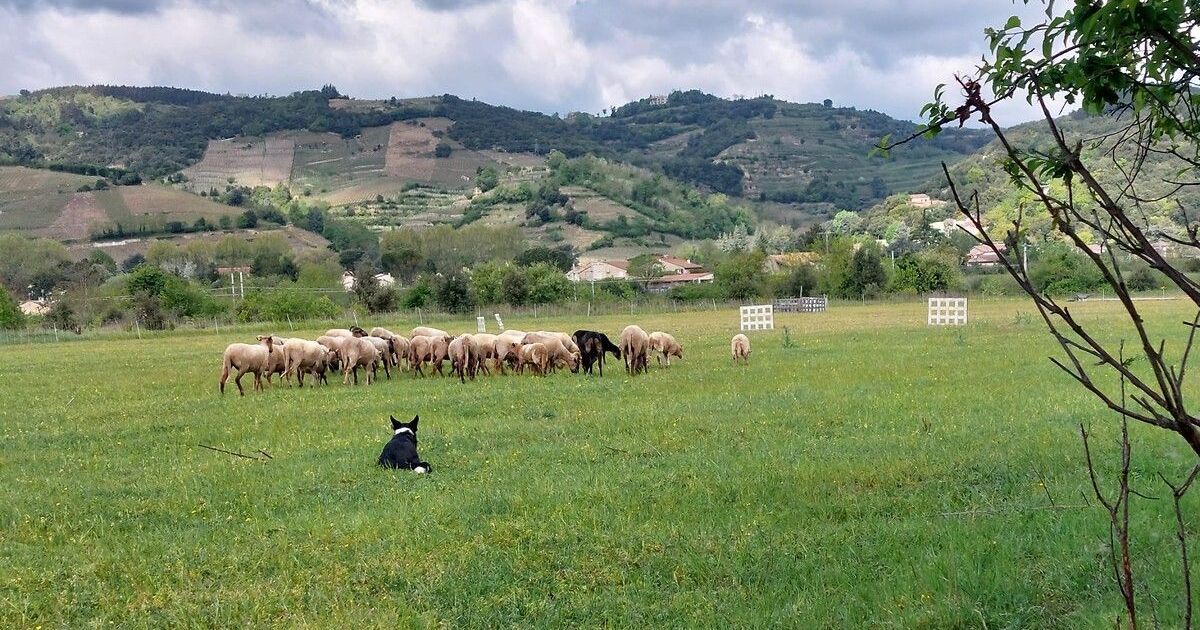Loup en Ardèche : l'alarme des éleveurs face à des attaques inquiétantes