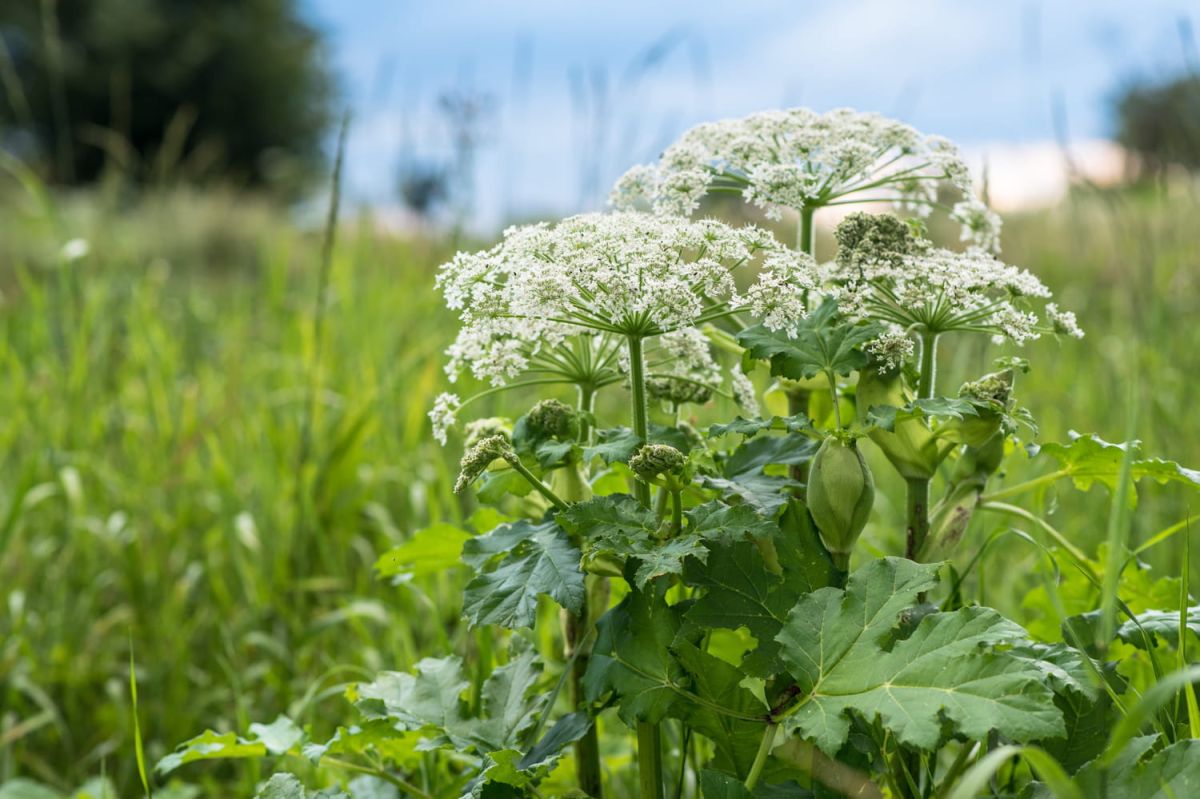 Berce du Caucase : un invité indésirable à redouter