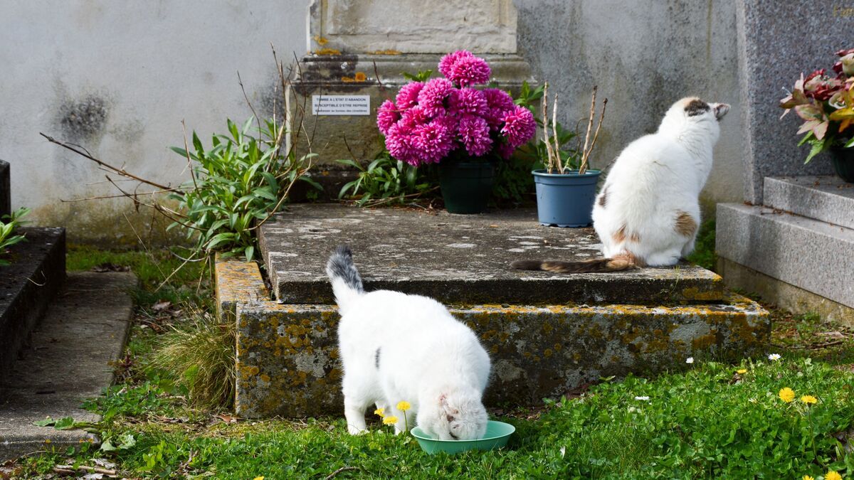 le refuge spa de la rochelle en détresse : un appel urgent à l'aide
