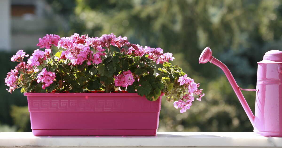 Découvrez les secrets de la nature qui font fleurir nos vies