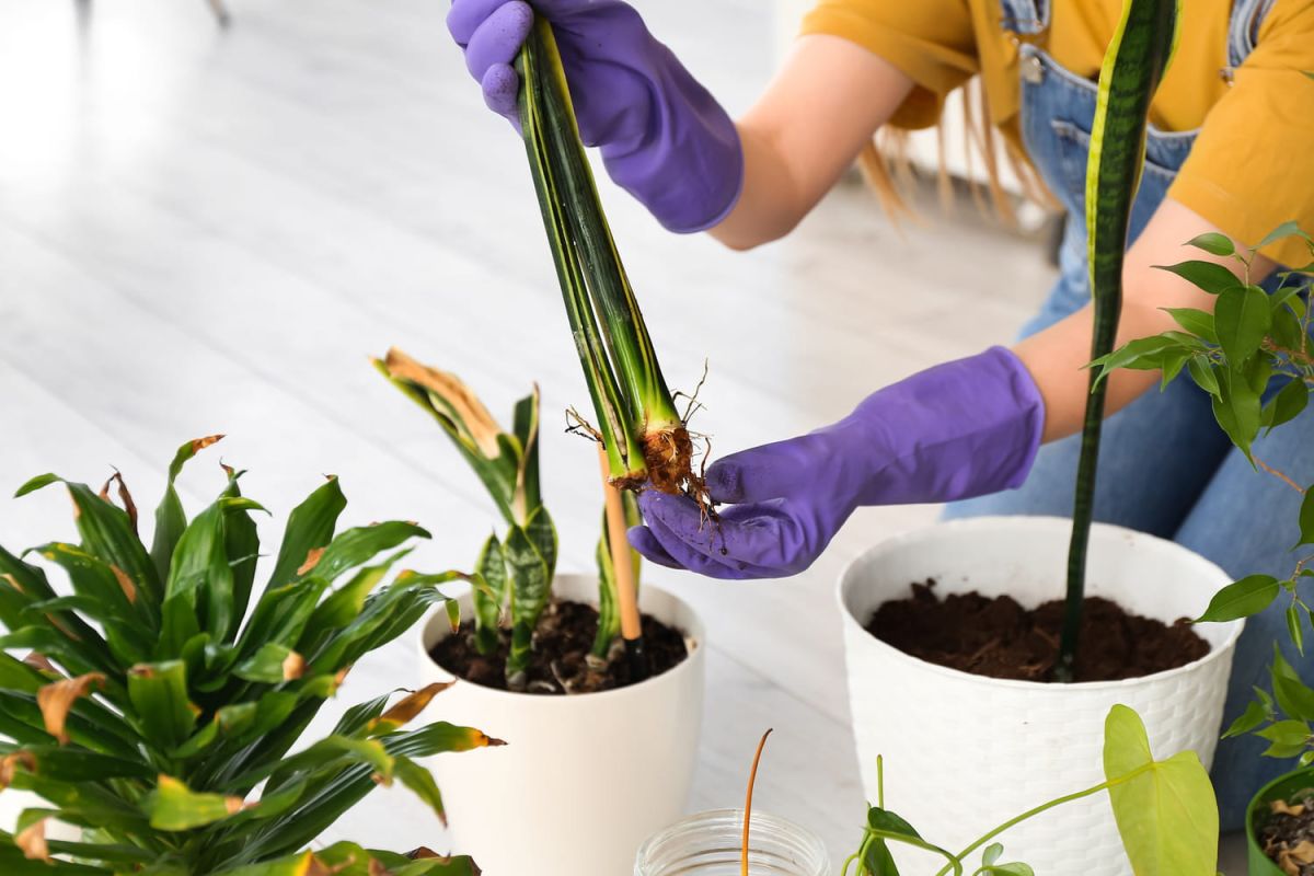 Une plante noyée ? Voici comment la sauver