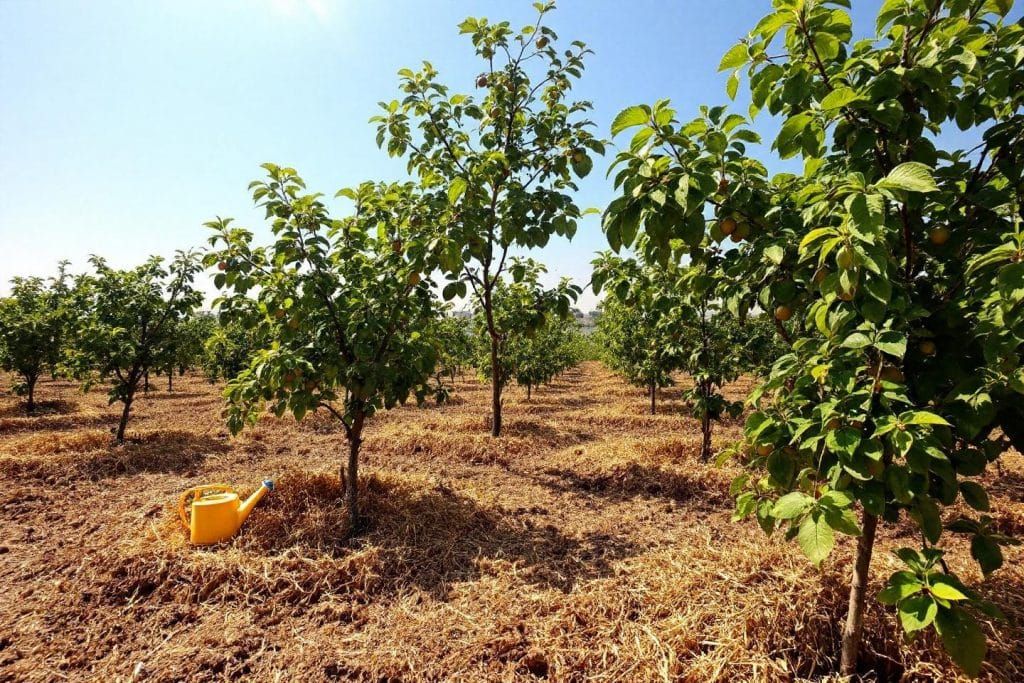 Astuces essentielles pour protéger vos jeunes fruitiers en août et maximiser la récolte