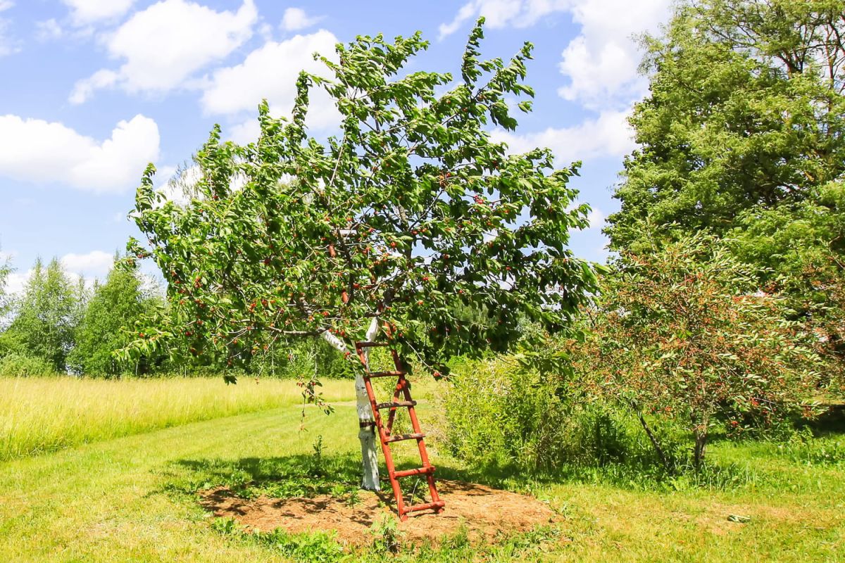 Le merisier : où le planter, quels fruits, comment le tailler