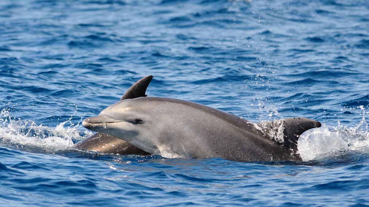 L'Iran et ses dauphins kamikazes : une menace sous-estimée ?