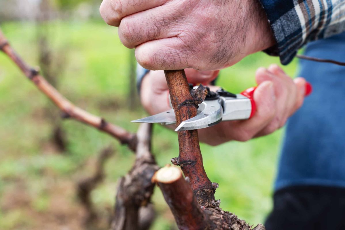 Stimulez la croissance de vos arbres avec cette astuce méconnue