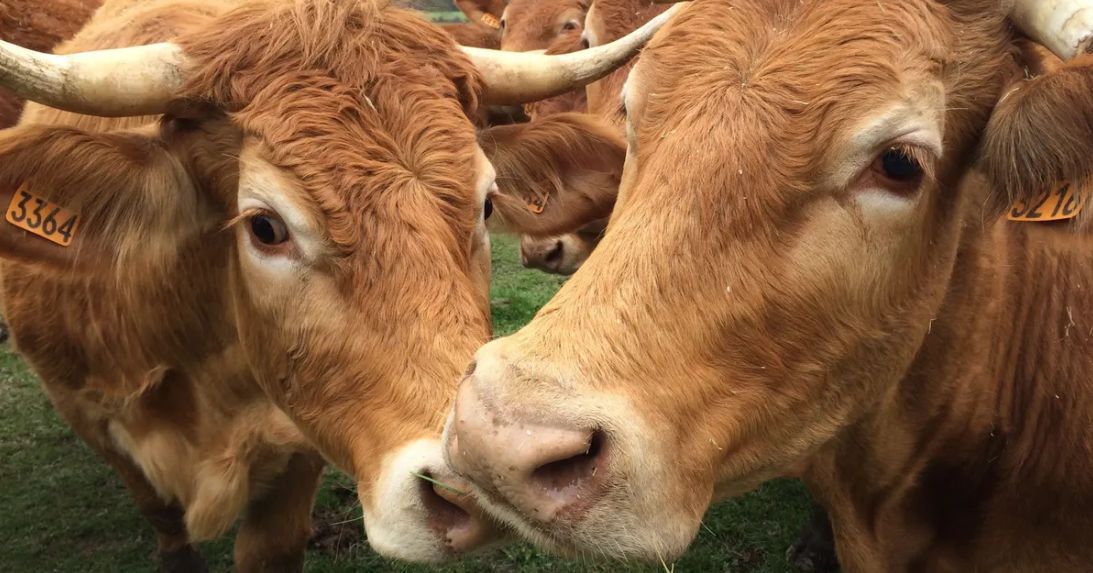Des habitants d'Aubazine s'opposent à un projet controversé de ferme bovine