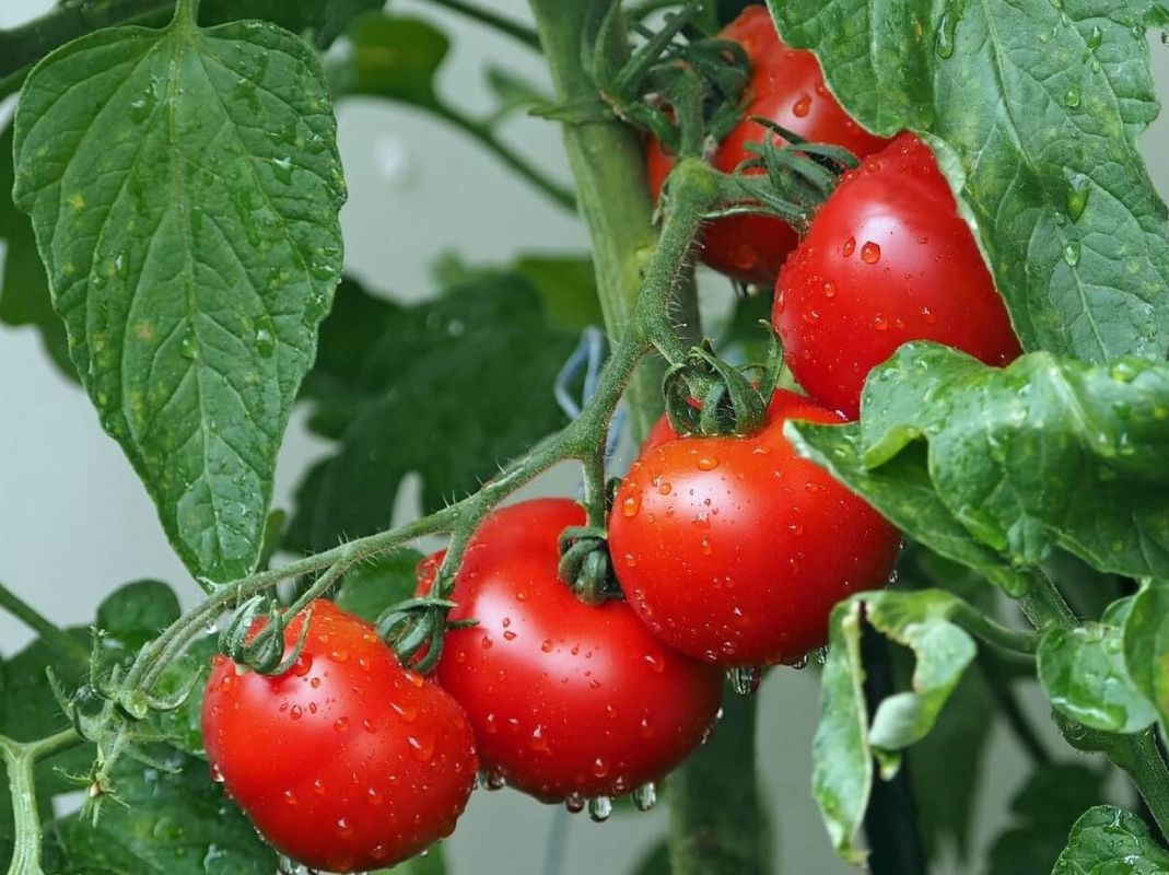 L'harmonie parfaite entre tomates et basilic : un duo gagnant au jardin et en cuisine
