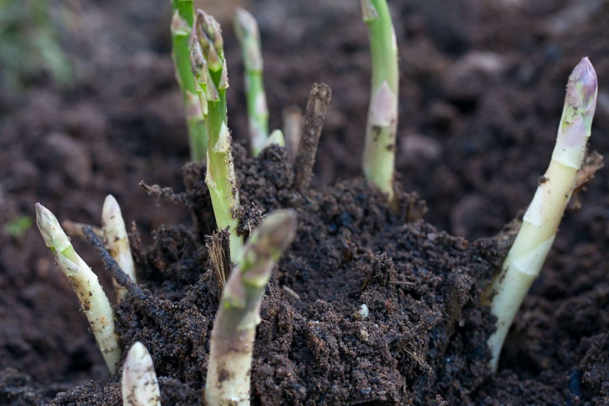 Mai au potager : le guide pour un jardin florissant