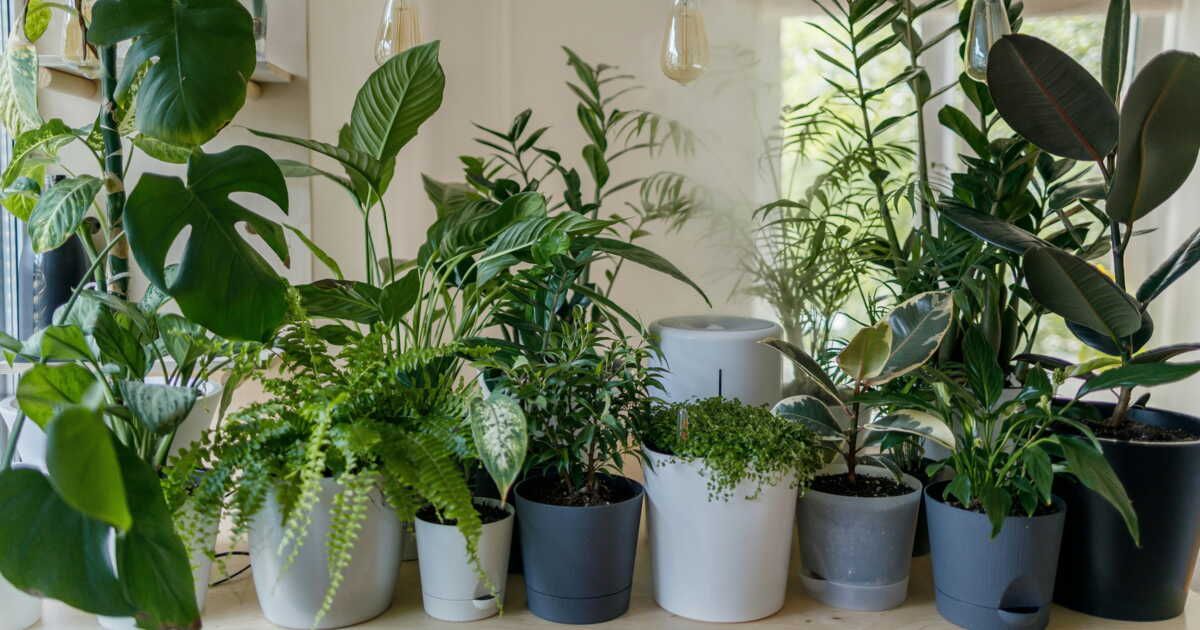 6 plantes d’intérieur qui n’ont pas besoin de beaucoup d’eau