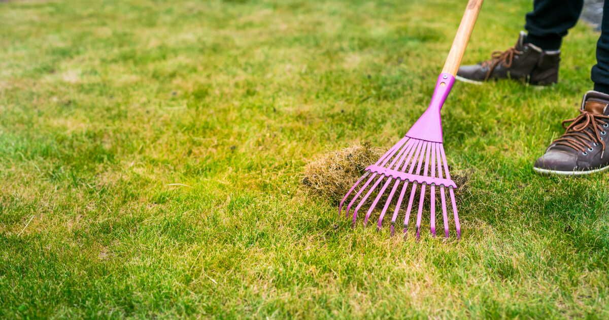 Gazon jauni : comment le revitaliser ?