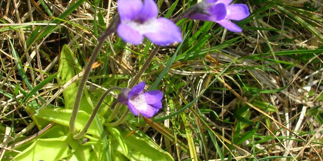 Grassette vulgaire (Pinguicula vulgaris)