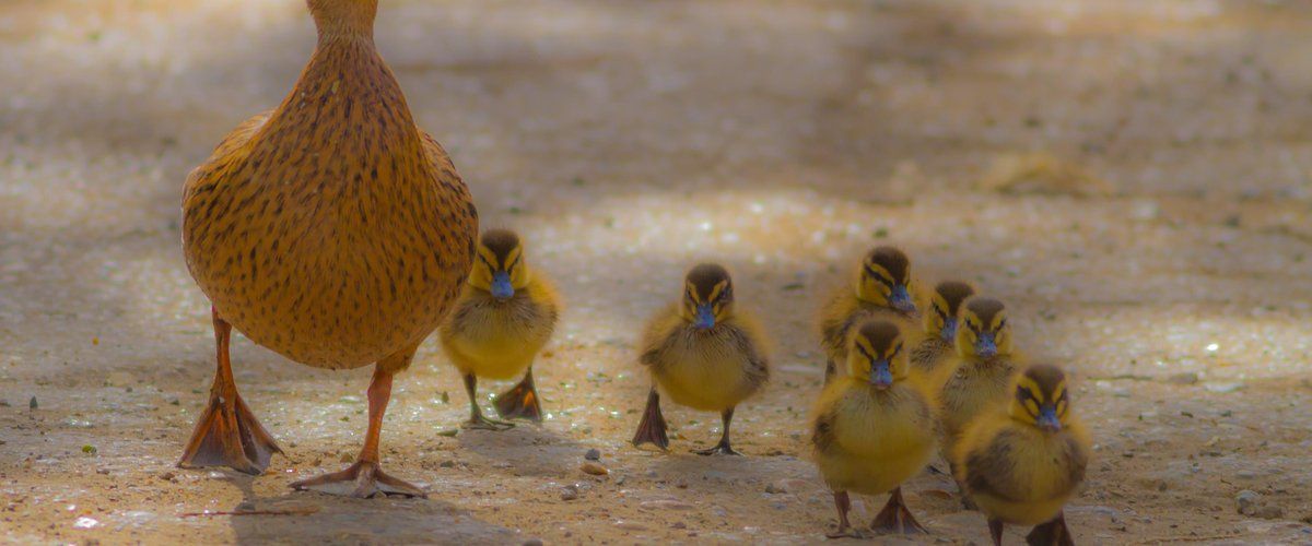 Canards en balade : une autoroute paralysée pour sauver des canetons