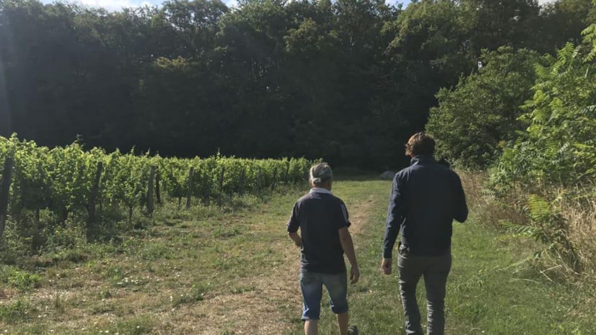 La fin de l'aventure viticole à Jaunay-Marigny : un projet prometteur s'éteint
