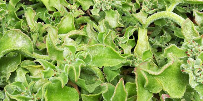 Ficoïde glaciale (Mesembryanthemum crystallinum), une plante fascinante