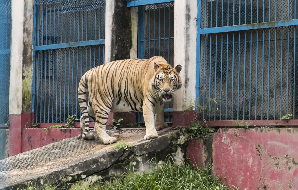 Allemagne : un tigre évadé abattu après des coups de feu en plein quartier