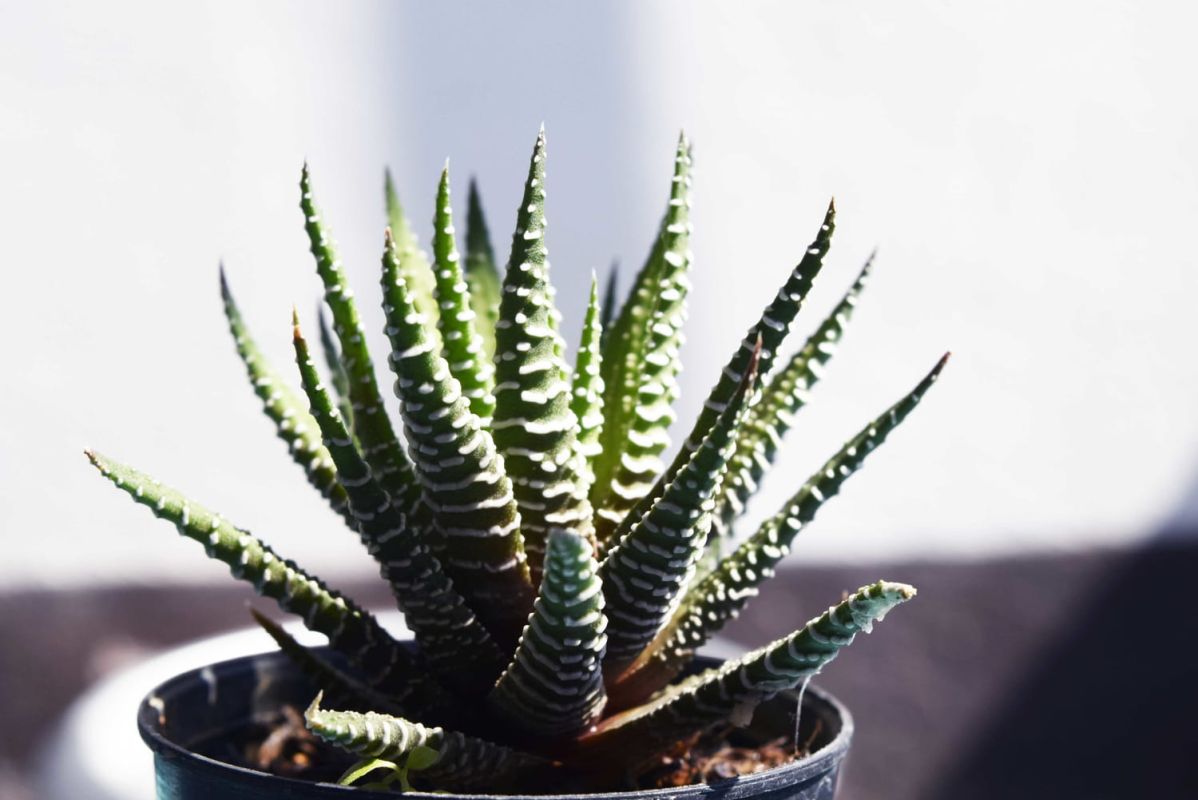 Haworthia : entretien, arrosage et bouture de cette succulente