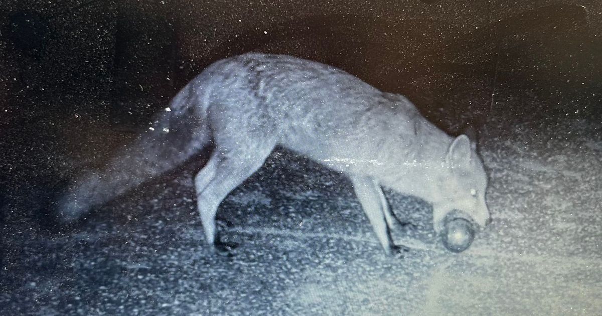 Un renard audacieux s'empare de 19 boules de pétanque en Dordogne
