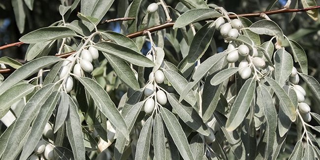 découvrez l'olivier de bohème, un trésor au jardin
