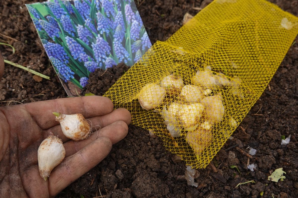 Transformez votre jardin en un rêve printanier avec ces bulbes à planter dès la rentrée
