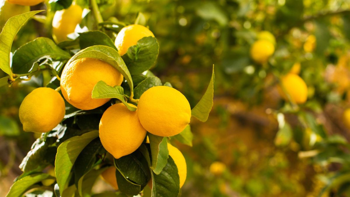 Jardin : Comment entretenir un citronnier ?