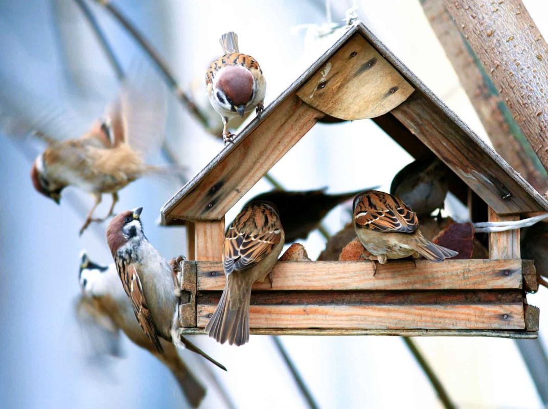 Comptez les oiseaux dans votre jardin : un acte vital pour la nature