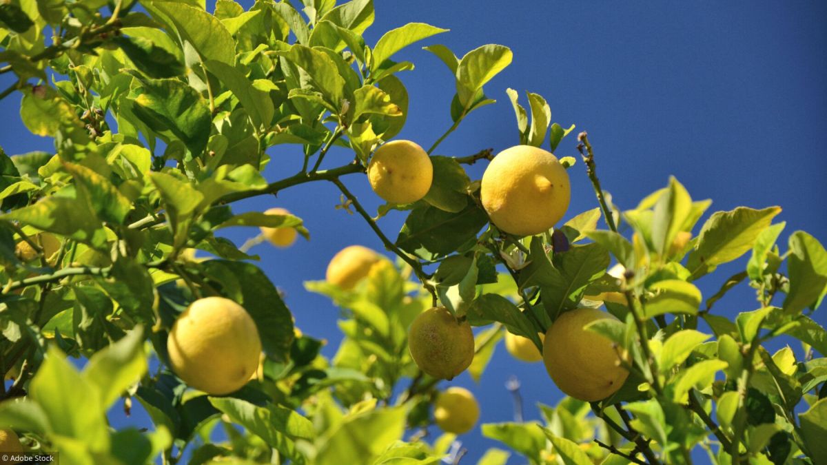 Les agrumes, trésors du jardin : secrets de culture dévoilés
